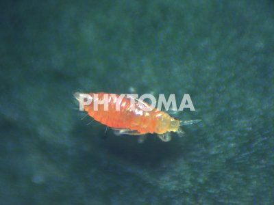 Neohydatothrips samayunkur